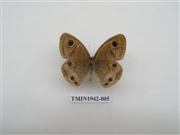 藏品(密紋波眼蝶)的圖片